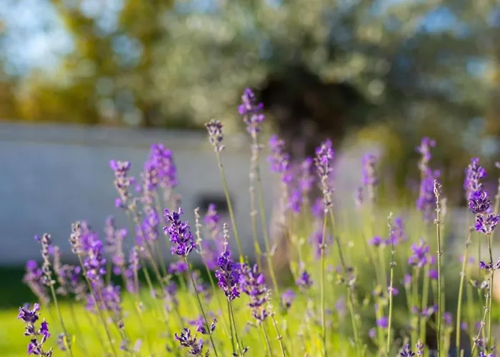 Valle By Guide Villa *